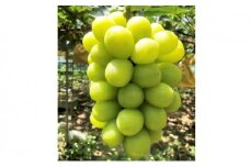 ぶどう 2025年 先行予約 農家こだわりのシャインマスカット 2～3房 合計約1.2kg 【 Nini farm 農家 直送 】 | フルーツ 果物 くだもの ぶどう ブドウ シャインマスカット 2～3房  国産 岡山県産 食品 人気 おすすめ 先行予約 送料無料 ギフト 贈り物 贈答品 プレゼント ぶどう ブドウ シャインマスカット