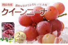 ぶどう 2025年 先行予約 クイーンニーナ 2房 合計約1kg 種無し ブドウ 葡萄 岡山市産 国産 フルーツ 果物 渡邊農園