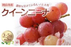 ぶどう 2025年 先行予約 クイーンニーナ 3～5房 合計約2kg 種無し ブドウ 葡萄 岡山市産 国産 フルーツ 果物 渡邊農園