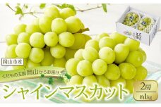ぶどう 2025年 先行予約 シャイン マスカット 2房 合計約1kg  種無し ブドウ 葡萄 岡山市産 国産 フルーツ 果物 渡邊農園