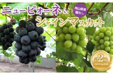 ぶどう 2025年  ニュー ピオーネ1房・シャインマスカット1房（1房500g前後）たけまさぶどう園 | フルーツ 果物 くだもの ぶどう ブドウ ニューピオーネ シャインマスカット 国産 岡山県産 食品 人気 おすすめ  送料無料 ギフト 贈り物 贈答品 プレゼント ぶどう ブドウ シャインマスカット