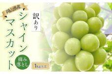 ぶどう 2025年 先行予約 岡山県産 訳あり シャインマスカット 1kg以上 摘み落とし＜9月以降発送＞ | フルーツ 果物 くだもの シャインマスカット マスカット 訳あり 岡山県産 国産 シャインマスカット マスカット フルーツ 果物 くだもの シャインマスカット マスカット