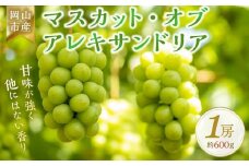 ＜2025年7月上旬～7月下旬発送＞岡山市産 マスカット・オブ・アレキサンドリア 1房 約600g ぶどう 葡萄