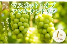 ＜2025年7月上旬～7月下旬発送＞岡山市産 マスカット・オブ・アレキサンドリア 1房 約750g ぶどう 葡萄