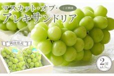 岡山県産 マスカット・オブ・アレキサンドリア 2房 約1.5kg くぼ農園