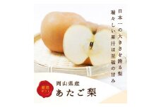 2025年 先行予約 岡山県産　あたご梨 4～7玉（約4kg） 化粧箱入り