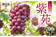 ぶどう 2025年先行予約 岡山県産 紫苑 1房(700ｇ以上) 化粧箱入り