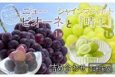 ぶどう 2025年先行予約 岡山県産 詰合/ニューピオーネ1房(480g以上)・シャインマスカット『晴王』1房(480g以上) 化粧箱入り | フルーツ 果物 くだもの シャインマスカット マスカット ブドウ 葡萄 ぶどう ニューピオーネ ピオーネ 晴王 結合 セット 果物セット フルーツセット 岡山 岡山県産 国産 シャインマスカット マスカット 果物