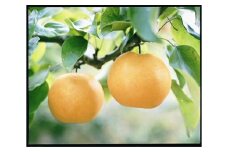 梨 2025年先行予約 岡山県産 あたご梨 2玉(約1.7ｋｇ） 化粧箱入り