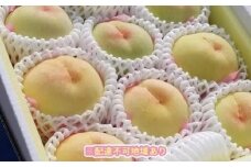 岡山市産 旬の白桃セレクション 約2kg くぼ農園｜フルーツ 果物 くだもの もも モモ 桃 白桃 食品 人気 おすすめ 送料無料 ギフト 贈り物 贈答品 プレゼント 果物 もも モモ 桃 国産 岡山県産 岡山 もも モモ 桃 白桃