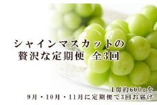 ぶどう 2025年 先行予約 9月・10月・11月発送 シャイン マスカット 晴王 1房 約600g×3回 ブドウ 葡萄  岡山県産 国産 フルーツ 果物 ギフト