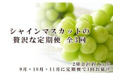 ぶどう 2025年 先行予約 9月・10月・11月発送 シャイン マスカット 晴王 2房（合計約1kg）×3回  | シャインマスカット シャイン マスカット 果物 フルーツ 新鮮 ブドウ 葡萄  岡山 国産 ギフト おすすめ 人気