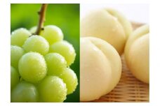 【定期便】先行予約 2025年 フルーツ 岡山の旬な果物 白桃（早生、中生種）約2kg 6~9玉/シャインマスカット 大房1房 約800g 横木農園｜フルーツ 果物 くだもの 桃 モモ もも 白桃 早生 中生種 シャインマスカット マスカット 大房 岡山 岡山県産 国産 おすすめ 人気 定期便 ギフト 贈答用 プレゼント 横木農園 フルーツ 果物 もも シャインマスカット 白桃