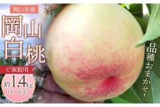桃 2025年 先行予約 ご家庭用 岡山 白桃 早生、中生種 約1.4kg（4～6玉） もも モモ 岡山県 岡山市産 国産 フルーツ 果物