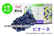 ぶどう 2025年 先行予約 カルスト台地で育ったピオーネ（１房）【ギフト用】贈答 ブドウ 葡萄  岡山市産 国産 フルーツ 果物 ギフト