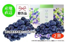 ぶどう 2025年 先行予約 カルスト台地で育ったピオーネ（２房）【ギフト用】贈答 ブドウ 葡萄  岡山市産 国産 フルーツ 果物 ギフト