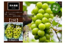 シャインマスカット　2房1.6kg | フルーツ 果物 くだもの 葡萄 ブドウ ぶどう シャインマスカット マスカット ギフト 贈答用 プレゼント 岡山 岡山県産 国産 フルーツ 果物 くだもの シャインマスカット マスカット おすすめ 人気 みずみずしい フレッシュ 温室栽培 晴れの国おかやま 果物大国 彩美菜果