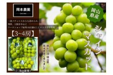 シャインマスカット　3～4房　約2.5kg | フルーツ 果物 くだもの 葡萄 ブドウ ぶどう シャインマスカット マスカット ギフト 贈答用 プレゼント 岡山 岡山県産 国産 フルーツ 果物 くだもの シャインマスカット マスカット おすすめ 人気 みずみずしい フレッシュ 温室栽培 晴れの国おかやま 果物大国 彩美菜果