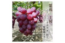 【2025年秋発送】岡山県産 紫苑 1房 700ｇ以上 化粧箱入り