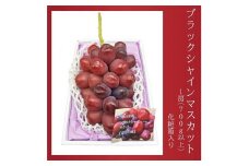 2025年 先行予約 ＜8月発送開始＞岡山県産 ブラックシャインマスカット 1房 700ｇ以上 種無し 化粧箱入り | フルーツ 果物 くだもの シャインマスカット ブラックシャインマスカット 種なし 岡山 岡山県産 国産 ギフト プレゼント 贈答用 おすすめ 人気 シャインマスカット ブラックシャインマスカット