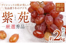 ぶどう 2025年 先行予約 紫苑 厳選 秀品 粒だけ 約2kg 岡山 国産 果物 フルーツ  2025年10月上旬から発送