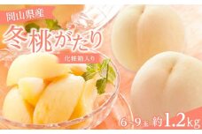 【2025年先行予約】 岡山県産 冬桃がたり6～9玉 約1.2kg 化粧箱入り
