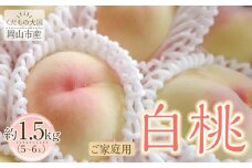 岡山市産 白桃 ご家庭用 約1.5kg 5~6玉 ＜2026年7月上旬～8月下旬頃出荷＞