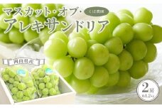 岡山県産 マスカット・オブ・アレキサンドリア 2房 約1.2kg くぼ農園