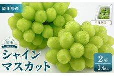 2025年　先行予約　受付中　シャインマスカット　晴王　2房　約1.4kg　【岡山県産 種無し 皮ごと食べる みずみずしい 甘い フレッシュ 9月～10月発送 晴れの国 おかやま ぶどう 葡萄 マスカット 果物大国 彩美菜果 岡山県 岡山市 おすすめ 人気】