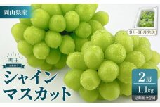 2025年　先行予約　受付中　シャインマスカット　晴王　２房　約1.1kg　２回　定期便　9月・10月に1回ずつ発送　【岡山県産 種無し 皮ごと食べる みずみずしい 甘い フレッシュ 9月～10月発送 晴れの国 おかやま ぶどう 葡萄 マスカット 果物大国 彩美菜果 岡山県 岡山市 おすすめ 人気】