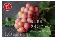 厳選 クイーンニーナ 1.0kg以上 2房 産地直送 朝採れ ぶどう 葡萄 KAWAHARA Green Farm 岡山県産 2025年