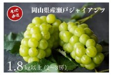 厳選 瀬戸ジャイアンツ 2～3房 合計1.8kg以上 産地直送 朝採れ ぶどう 葡萄 Kawahara Green Farm 岡山県産 2025年