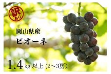 訳あり ニューピオーネ　2～3房 合計1.4kg以上 産地直送 朝採れ ぶどう 葡萄 岡山 Kawahara Green Farm　岡山県産 2025