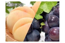 【定期便2回】白桃 4～6玉 約1.1kg（7月発送）・ニューピオーネ 1房 約600g（9月発送）【定期便 白桃 桃 もも モモ ニューピオーネ 葡萄 ぶどう ブドウ 果物 フルーツ 岡山県 岡山市 おすすめ 人気】