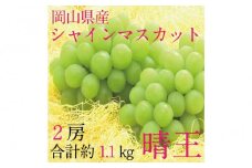 [HS]ぶどう 2025年 先行予約 9月・10月発送 シャイン マスカット 晴王 2房（合計約1.1kg） ブドウ 葡萄  岡山県産 国産 フルーツ 果物 ギフト