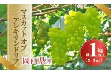 《2025年発送》岡山県産 マスカットオブアレキサンドリア　2～3房入 1キロ以上