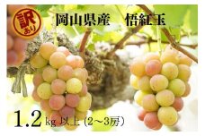 訳あり 悟紅玉  旧ゴルビー 2～3房 合計1.2kg以上 産地直送 朝採れ ぶどう 葡萄 岡山 Kawahara Green Farm　岡山県産 2025