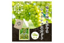 岡山県産 シャインマスカット 1.5kg以上（2～3房）＜2025年9月上旬～10月下旬発送＞ | フルーツ 果物 くだもの シャインマスカット マスカット 岡山 岡山県産 国産 ギフト 贈答用 プレゼント シャインマスカット マスカット おすすめ 人気 シャインマスカット マスカット