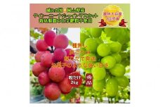 ぶどう 2025年  クイーンニーナ シャインマスカット 秀品 粒だけ 約2kg 農林大臣賞受賞 岡山 国産 果物 フルーツ シャイン マスカット 2025年8月上旬から発送