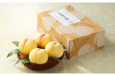 先行予約【約2kg】井頭栄果園　白桃 【2025年7月上旬-2025年8月上旬 発送予定】【もも 桃 白桃 果物 フルーツ 国産 人気 おすすめ 岡山県 倉敷市】