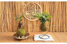 【苔玉づくり】ペア体験チケット（２個ずつ制作）【体験券 体験チケット ペアチケット 苔玉作り 倉敷グリーンファーム 植物 岡山県 倉敷市 おすすめ 人気】