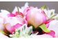 水換え不要!!ピオニー（芍薬）の花瓶に入った花束：pink
