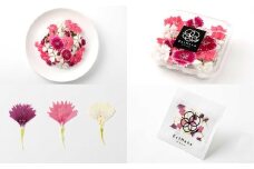 エディブルフラワーナデシコMIX（20輪入り）2種4パックセット【食べられるお花 栽培期間中 農薬不使用】