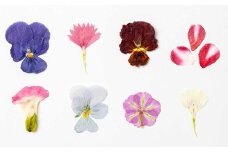 押し花MIX（20輪入り）3パックセット【食べられるお花 栽培期間中 農薬不使用】