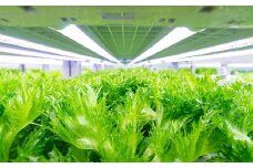 倉敷産 低カリウム レタス 8パックセット【野菜 レタス パックセット 栄養 岡山県 倉敷市 おすすめ 人気】