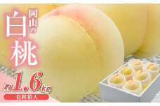 【先行予約】岡山県産　白桃6玉（1.6kg以上）化粧箱入り【2025年7月上旬-8月上旬 発送予定】【もも 桃 白桃 果物 フルーツ 国産 人気 おすすめ 岡山県 倉敷市】