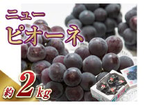 【先行予約】岡山県産 ニューピオーネ  4房（1房480g以上）約2kg【2025年8月下旬-10月上旬 発送予定】【ぶどう ニューピオーネ フルーツ 国産 人気 おすすめ 岡山県 倉敷市】