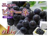 【先行予約】岡山県産 ニューピオーネ 2房（1房480g以上）約1kg 【2025年8月下旬-10月上旬 発送予定】化粧箱入り【 ニューピオーネ 人気フルーツ 岡山フルーツ おすすめフルーツ 岡山県 倉敷市】