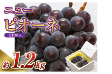 【先行予約】岡山県産 ニューピオーネ 2房（1房600g以上）化粧箱入り【2025年8月下旬-10月上旬 発送予定】【ニューピオーネ ぶどう 果物 フルーツ 国産 人気 おすすめ 岡山県 倉敷市】