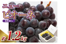 【先行予約】岡山県産 ニューピオーネ 2房（1房600g以上）化粧箱入り【2025年8月下旬-10月上旬 発送予定】【ニューピオーネ ぶどう 果物 フルーツ 国産 人気 おすすめ 岡山県 倉敷市】